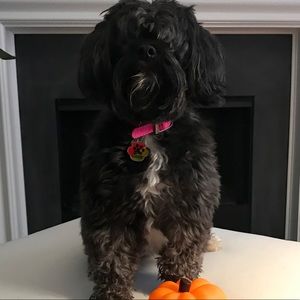 Meet your Posher, Whitney